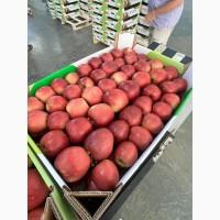 Польські яблука будь-яких сортів (Gala, Cortland, Szion, Jonagold, Golden Delicious.)
