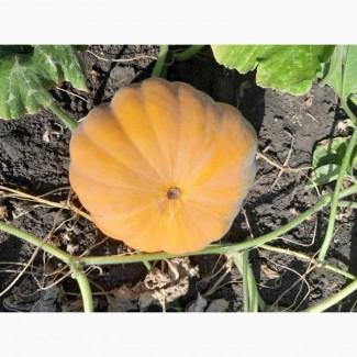 Продам гарбузи мускатні оптом