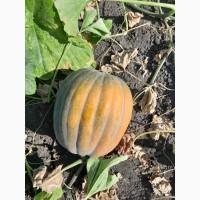 Продам гарбузи мускатні оптом