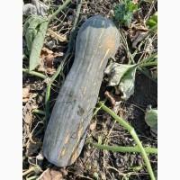 Продам гарбузи мускатні оптом