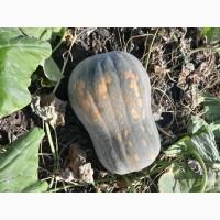Продам гарбузи мускатні оптом
