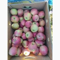 Продаж яблук Чемпіон Лігольд Голден Едера Моді