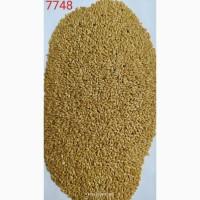 Льон золотистий (жовтий, Linum flavum) насіння, посівний матеріал, сорт- Голдберг