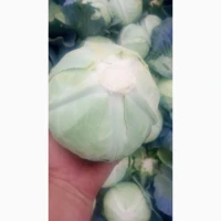 Продам капусту агрессор та буряк пабло 0688386670