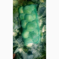 Продам капусту агрессор та буряк пабло 0688386670