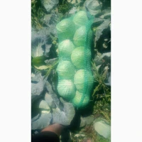 Продам капусту агрессор та буряк пабло 0688386670