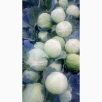 Продам капусту агрессор та буряк пабло 0688386670