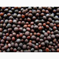 Продам чорну гірчицю 100т, Запорізька обл, Запоріжжя