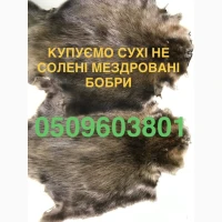 Купуємо сухі не солені шкіри бобра ДОРОГО