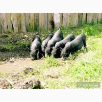 Продам вьетнамских поросят, 150 грн/шт