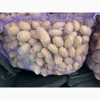 ПРОДАМ картофель посадочный
