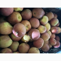 Продам яблука Фуджі