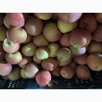 Продам яблука Фуджі