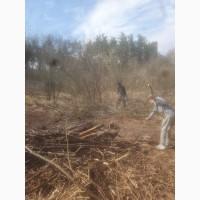 Рассчистка участка спиливание деревьев земляные работы