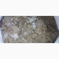 Макуха гарбузова