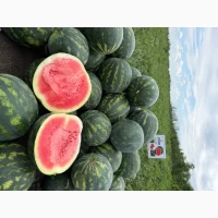 Продам кавун з поля