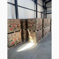 Продам арбуз