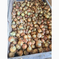 Продам цибулю (врожай 2026)