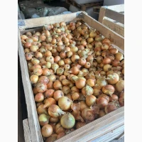 Продам цибулю (врожай 2026)