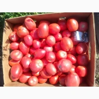 Продам помідор рожевий сливка сорт Джолі