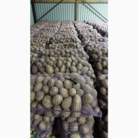 Продам картоплю оптом