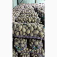 Продам картоплю оптом