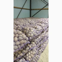 Продам картоплю оптом