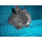 Карликовые и декоративные крольчата из питомника Днепропетровска