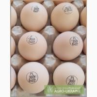 ТОВ «Мулард Україна» реалізує інкубаційні яйця порід РОСС 308 та КОБ 500.