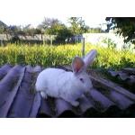 Молодняк на племя