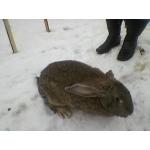 Молодняк на племя