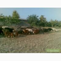 Продажа чистокровных овцы : азиаты, гиссары и эдельбайские