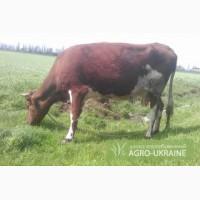 Продам корову