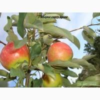 Приватний плодорозсадник реалізує саджанці плодових дерев та декоративних рослин.