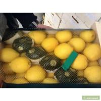 Свежие Фрукты из Испании. Опт и мелкий опт! Импортеры! Киев! Украина!