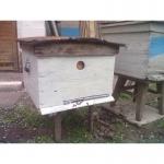 Пчели. Продам бджіл.