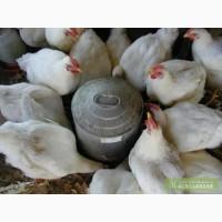 Цыплята бройлеров живым весом