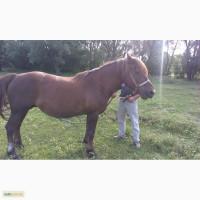 Продам жеребую кобылу