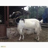 Продам дойных коз