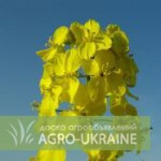 Семена озимого рапса Пионер