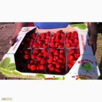 Продам Клубнику Клери