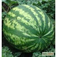 Продам Арбуз Оптом Львов