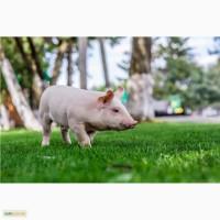 Продаж поросят трьохлінійний гібрид, м ясна порода