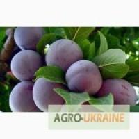 Куплю Сливу На переработку