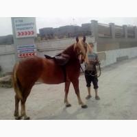 СРОЧНО!!!Продам шикарную кобылу Новоалександровский тяжеловоз
