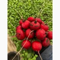 Продам редис оптом