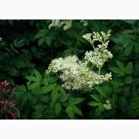 Гадючник в#039;язолистий трава купити