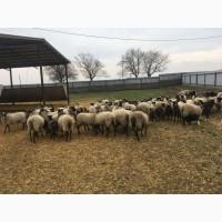 Продам овець романівської породи
