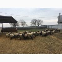 Продам овець романівської породи