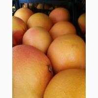 Грейпфрут Турция продам